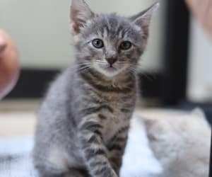 Meet Zoe – Now Accepting Applications – Adopted