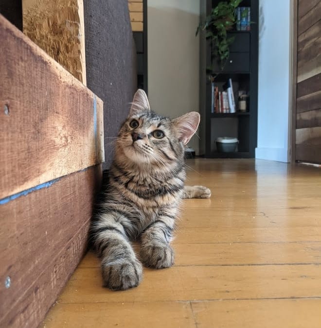 ASTRID – Forever Homed!